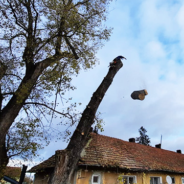 Extragere și doborâre controlată a arborilor