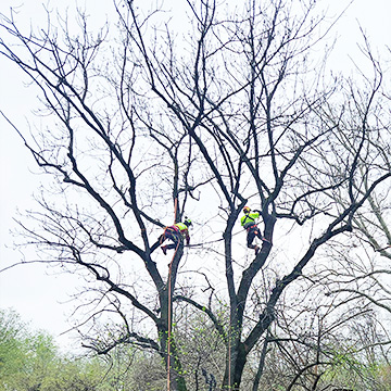 Stabilizare arbori