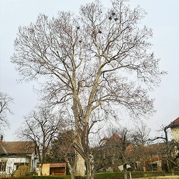 Tăieri și toaletări în coroana arborilor